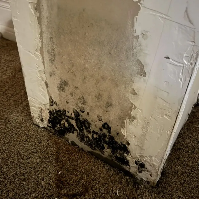Professional Mold Removal in Sterling, MA
